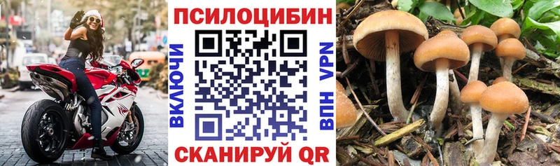 Псилоцибиновые грибы Psilocybine cubensis  Купить  Можайск 